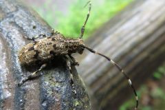 ナガゴマフカミキリ