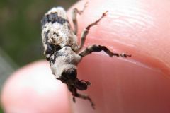 アシナガオニゾウムシ