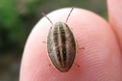 ウズラカメムシの幼虫