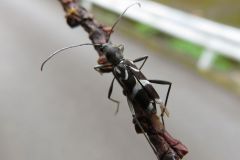 ホソトラカミキリ