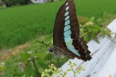 アオスジアゲハ