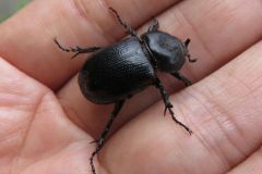 コカブトムシ