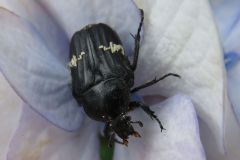 クロハナムグリ