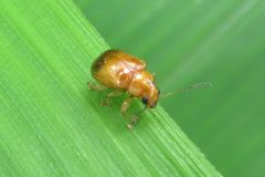 ウスイロサルハムシ