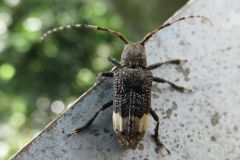 アトジロサビカミキリ