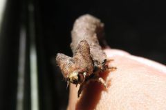 トビモンオオエダシャクの幼虫