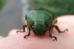 アオドウガネ