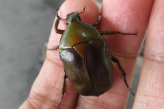 カナブン