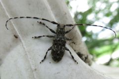 ナガゴマフカミキリ