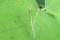 カマキリの幼虫