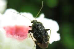ヒメセダカカスミカメ