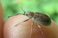 ミドリクチブトゾウムシ