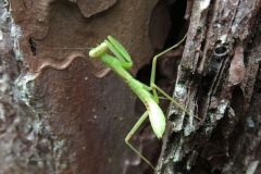 ハラビロカマキリの幼虫