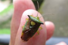モンキツノカメムシ