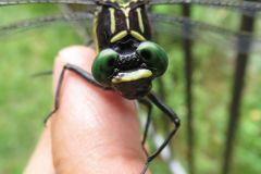 コオニヤンマ