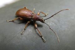 オオクチブトゾウムシ