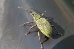 オオクチブトゾウムシ