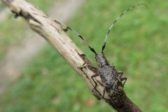 セミスジコブヒゲカミキリ