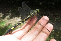 ウチワヤンマ