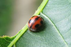 ヨツボシテントウ