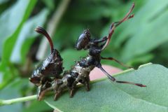 ヒメシャチホコの幼虫
