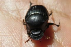 カドマルエンマコガネ