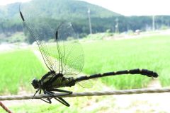 コオニヤンマ