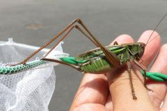 ニシキリギリス