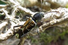 ウスイロトラカミキリ
