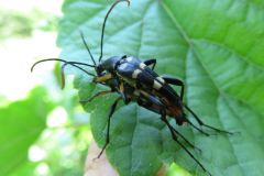 コウヤホソハナカミキリ