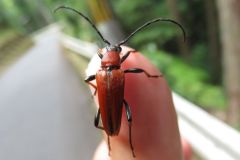 アカハナカミキリ