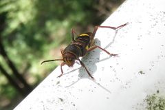 ヤノトラカミキリ