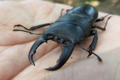 ヒラタクワガタ