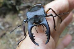 ミヤマクワガタ