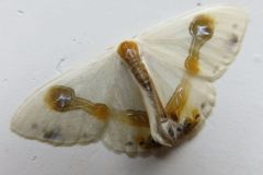 ウスギヌカギバ
