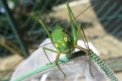 ヤマクダマキモドキ