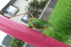 ニシキリギリス