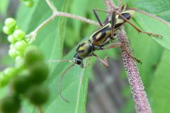 タケトラカミキリ