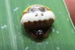 シロオビトリノフンダマシ