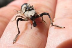 アシナガオニゾウムシ