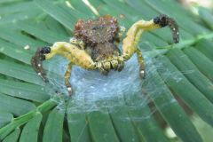 カトウツケオグモ