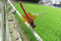ネキトンボ