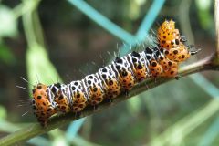トビイロトラガの幼虫