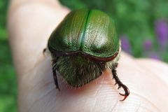 アオドウガネ