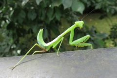 ハラビロカマキリの幼虫