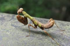 ヒメカマキリの幼虫