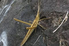 ショウリョウバッタ