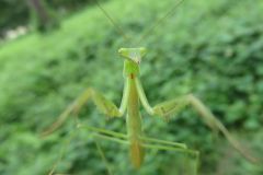 チョウセンカマキリの幼虫