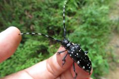 ゴマダラカミキリ