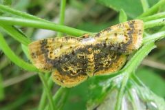 ウチムラサキヒメエダシャク